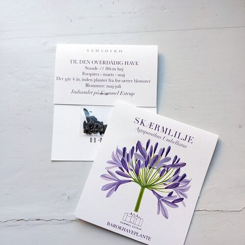 Agapanthusfrø fra barokhaven (4 poser)