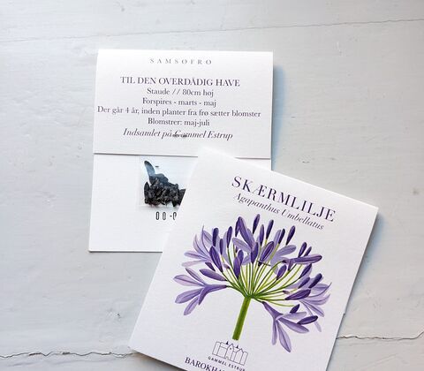 Agapanthusfrø fra barokhaven (4 poser)