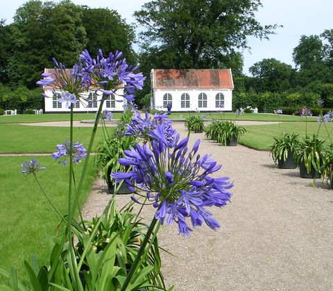 Agapanthusfrø fra barokhaven (4 poser)